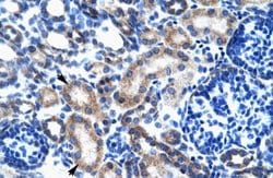 ONECUT2/OC-2 Antibody, Novus Biologicals 100 &mu;L; Unconjugated:Antibodies,