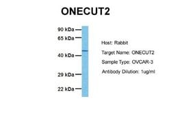 ONECUT2/OC-2 Antibody, Novus Biologicals 100 &mu;L; Unconjugated:Antibodies,