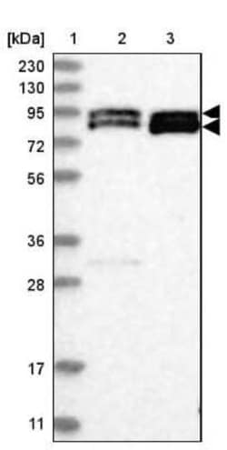 OPA1 Antibody, Novus Biologicals:Antibodies:Primary Antibodies
