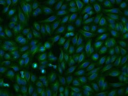 OPAL1 Antibody, Novus Biologicals 100 &mu;g, Unconjugated:Antibodies, Polyclonal