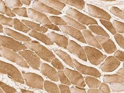 OPAL1 Antibody, Novus Biologicals 100 &mu;g, Unconjugated:Antibodies, Polyclonal