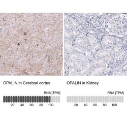 OPALIN Antibody (CL11144), Novus Biologicals 25 &mu;g | Buy Online | Novus Biologicals | Fisher Scientific