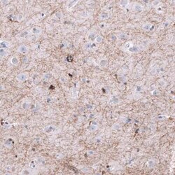 OPALIN Antibody (CL11144), Novus Biologicals 25 &mu;g | Buy Online | Novus Biologicals | Fisher Scientific