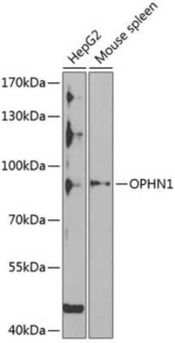 OPHN1 Antibody - BSA Free, Novus Biologicals:Antibodies:Primary Antibodies