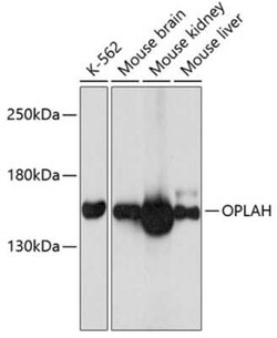 OPLAH Antibody - Azide and BSA Free, Novus Biologicals 0.02 mL; Unconjugated:Antibodies,