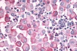 OR10J5 Antibody - BSA Free, Novus Biologicals 0.05 mL, Unconjugated:Antibodies,