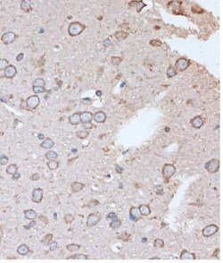 OR2S2 Antibody - Azide and BSA Free, Novus Biologicals:Antibodies:Primary