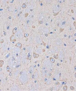 OR2S2 Antibody - Azide and BSA Free, Novus Biologicals:Antibodies:Primary