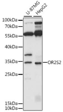 OR2S2 Antibody - Azide and BSA Free, Novus Biologicals:Antibodies:Primary