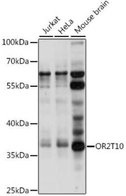 OR2T10 Antibody - Azide and BSA Free, Novus Biologicals:Antibodies:Primary