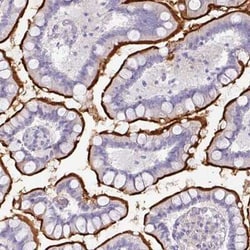 OR52N1 Antibody, Novus Biologicals:Antibodies:Primary Antibodies