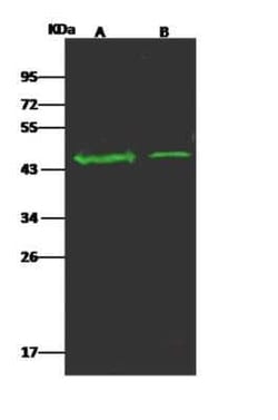 OR5D13 Antibody, Novus Biologicals 100 &mu;g; Unconjugated:Antibodies,