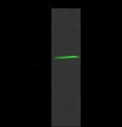 OR6T1 Antibody, Novus Biologicals 50 &mu;g; Unconjugated:Antibodies, Polyclonal
