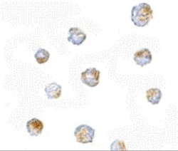 ORAI3 Antibody - BSA Free, Novus Biologicals 0.1 mg | Buy Online | Novus Biologicals | Fisher Scientific