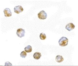 ORAI3 Antibody - BSA Free, Novus Biologicals 0.1 mg | Buy Online | Novus Biologicals | Fisher Scientific