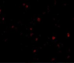 ORAI3 Antibody - BSA Free, Novus Biologicals 0.1 mg | Buy Online | Novus Biologicals | Fisher Scientific