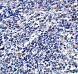 ORAI3 Antibody - BSA Free, Novus Biologicals 0.1 mg | Buy Online | Novus Biologicals | Fisher Scientific