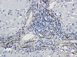 ORAI3 Antibody (S06-8B3), Novus Biologicals 100 &mu;g; Unconjugated:Antibodies,