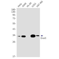 ORAI3 Antibody (S06-8B3), Novus Biologicals 100 &mu;g; Unconjugated:Antibodies,