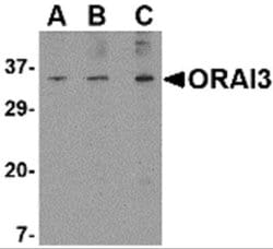 ORAI3 Antibody - BSA Free, Novus Biologicals 0.1 mg | Buy Online | Novus Biologicals | Fisher Scientific