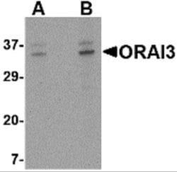 ORAI3 Antibody - BSA Free, Novus Biologicals 0.1 mg | Buy Online | Novus Biologicals | Fisher Scientific