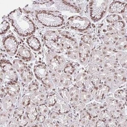 ORC3L Antibody, Novus Biologicals 25 &mu;L, Unconjugated:Antibodies, Polyclonal