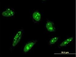 ORC4L Antibody (2A8), Novus Biologicals 0.1 mg | Buy Online | Novus Biologicals | Fisher Scientific