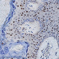 Human ORF73 HHV8 Antibody, R D Systems 100 &mu;g; Unconjugated:Antibodies,