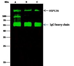 ORP150/HSP12A Rabbit anti-Human, Clone: 201, Novus Biologicals:Antibodies:Primary