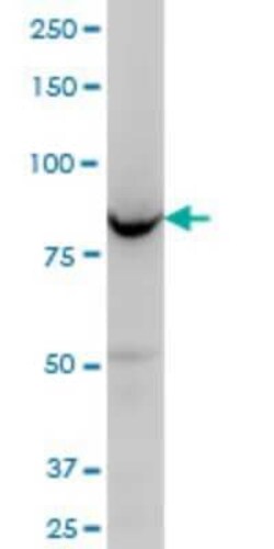 ORP8 Antibody (4H6), Novus Biologicals 0.1 mg; Unconjugated:Antibodies,