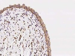 OSBPL3 Antibody, Novus Biologicals:Antibodies:Primary Antibodies