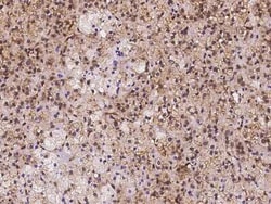 OSBPL9 Antibody, Novus Biologicals 100 &mu;g, Unconjugated:Antibodies,