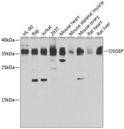 OSGEP Antibody - BSA Free, Novus Biologicals 0.02 mL, Unconjugated:Antibodies,