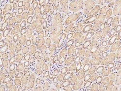 OTOP1 Antibody, Novus Biologicals:Antibodies:Primary Antibodies