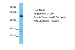 OTUD1 Rabbit anti-Human, Polyclonal, Novus Biologicals 0.1ml; Unconjugated:Antibodies,