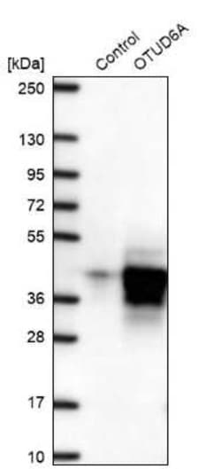 OTUD6A Antibody, Novus Biologicals:Antibodies:Primary Antibodies
