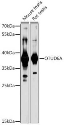 OTUD6A Antibody - Azide and BSA Free, Novus Biologicals:Antibodies:Primary