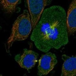 OTUD7B/Cezanne/ZA20D1 Rabbit anti-Human, Polyclonal, Novus Biologicals:Antibodies:Primary
