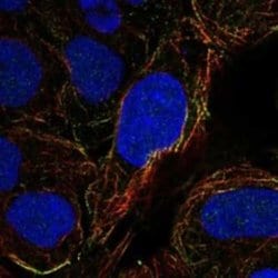 OVGP1 Rabbit anti-Human, Polyclonal, Novus Biologicals 25 &mu;g; Unconjugated:Antibodies,