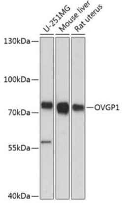 OVGP1 Antibody - Azide and BSA Free, Novus Biologicals 0.02 mL | Buy Online | Novus Biologicals | Fisher Scientific