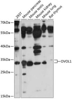 OVOL1 Antibody - Azide and BSA Free, Novus Biologicals 0.1 mL, Unconjugated:Antibodies,