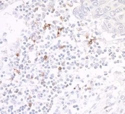 OX40/TNFRSF4 Antibody (BLR042F), Novus Biologicals 100 &mu;L; Unconjugated:Antibodies,