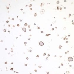 OX40/TNFRSF4 Antibody (BLR042F), Novus Biologicals 100 &mu;L; Unconjugated:Antibodies,