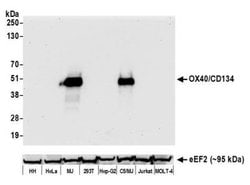 OX40/TNFRSF4 Antibody (BLR042F), Novus Biologicals 100 &mu;L; Unconjugated:Antibodies,
