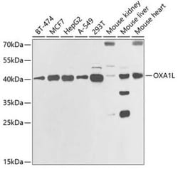 OXA1L Antibody - BSA Free, Novus Biologicals:Antibodies:Primary Antibodies