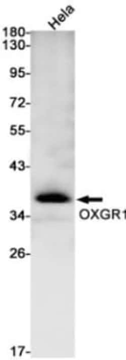 OXGR1/GPR80/P2Y15 Antibody (S02-4F1), Novus Biologicals:Anticuerpos:Anticuerpos