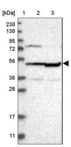 OXSM Antibody, Novus Biologicals 0.1 mL | Buy Online | Novus Biologicals | Fisher Scientific