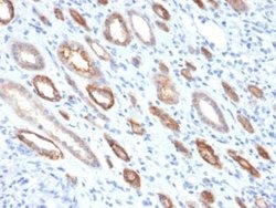 Occludin Mouse anti-Human, Clone: OCLN/2181, Novus Biologicals 20 &mu;g;