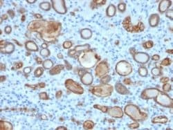 Occludin Mouse anti-Human, Clone: OCLN/2181, Novus Biologicals 20 &mu;g;