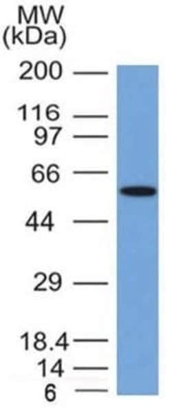 Occludin Mouse anti-Human, Clone: OCLN/2181, Novus Biologicals 20 &mu;g;